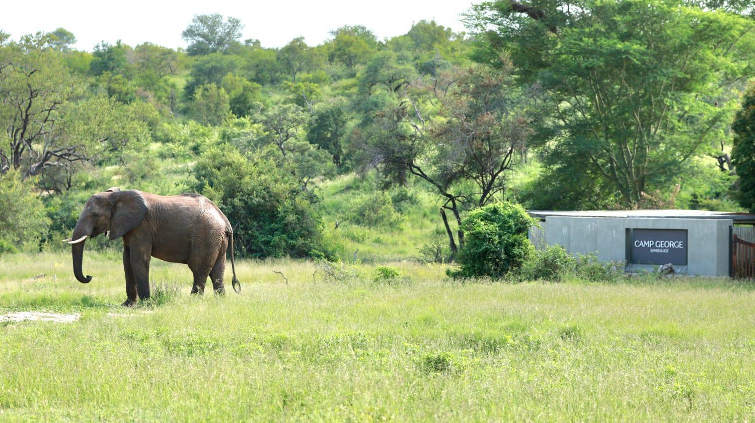 Simbavati Camp George Villa Klaserie Private Nature Reserve Exterior photo